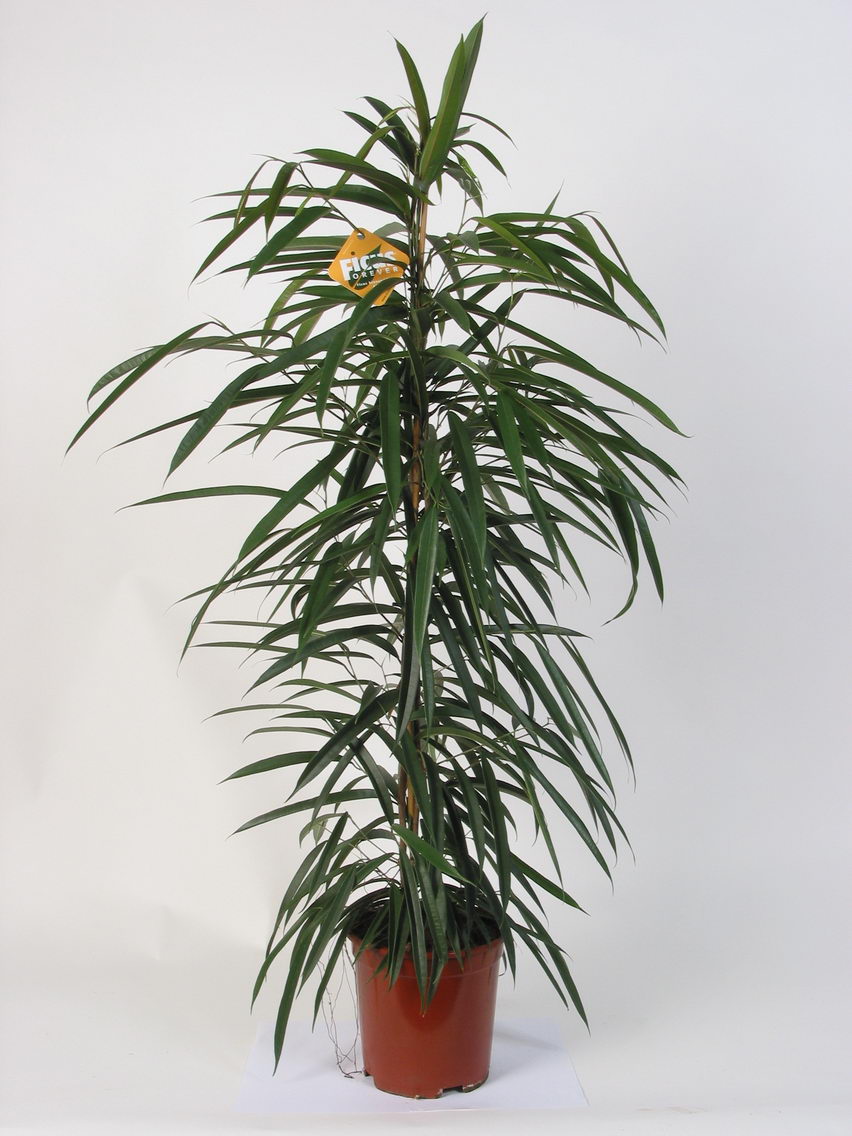 Amstel King,Fig,Long leaved fig,Alii
